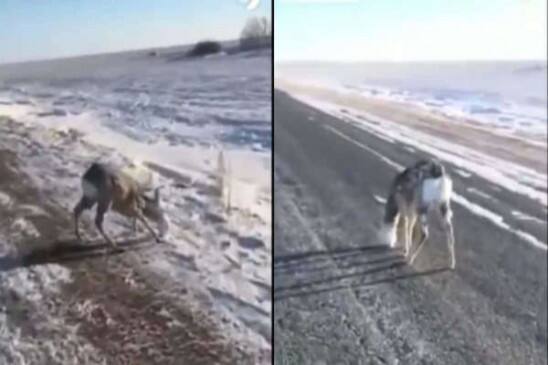 when the deer got frozen while walking on road knows what happened then Viral Video: ਸੜਕ 'ਤੇ ਚੱਲਦੇ ਸਮੇਂ ਠੰਡ ਨਾਲ ਜੰਮ ਗਏ ਹਿਰਨ, ਜਾਣੋ ਫਿਰ ਕੀ ਹੋਇਆ?