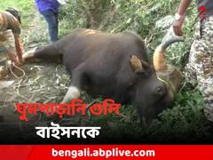 মাধ্যমিকে ঝুঁকি নিতে রাজি নয় বন দফতর, এবার ঘুমপাড়ানি গুলি বাইসনকে