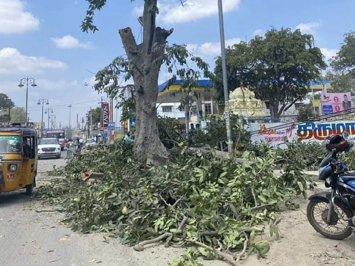 ‘மருதமரம் பேசுகிறேன் காலமெல்லாம் நிழலை கொடுத்தேன்.. மருத்துவ பலனை கொடுத்தேன்..  என்னையும் வெட்டிட்டாங்க’