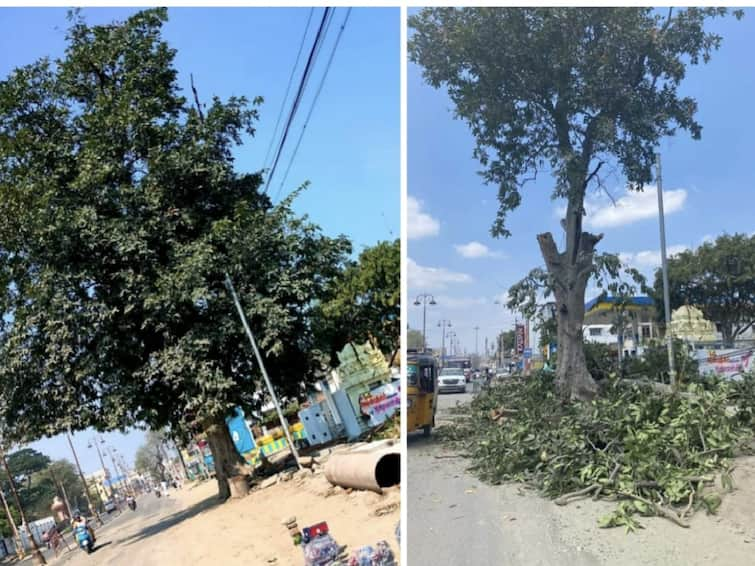 Tirunelveli The story of the ancient Maruda tree in Nella TNN ‘மருதமரம் பேசுகிறேன் காலமெல்லாம் நிழலை கொடுத்தேன்.. மருத்துவ பலனை கொடுத்தேன்..  என்னையும் வெட்டிட்டாங்க’