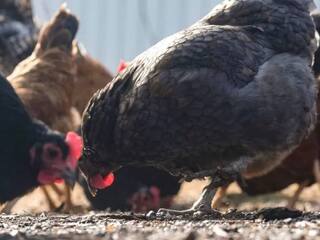 Bird Flu Cambodia: பறவை காய்ச்சலால் 11 வயது சிறுமி உயிரிழப்பு.. மனிதர்களை தாக்கும் உருமாறிய H5N1 வைரஸ்.. எச்சரிக்கும் உலக சுகாதார மையம்..