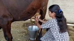 शेतकरी बापाच्या मदतीला लेकीचा हात, वंदनाने फुलवली 20 एकर शेती