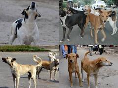 Viral News: ਰਾਤ ਨੂੰ ਕੁੱਤੇ ਕਿਉਂ ਰੋਂਦੇ ਹਨ? ਲੋਕ ਇਸ ਨੂੰ ਬੁਰਾ ਸ਼ਗਨ ਮੰਨ ਕੇ ਡਰ ਜਾਂਦੇ ਹਨ ਪਰ ਇਸ ਦੇ ਪਿੱਛੇ ਹੈ ਇੱਕ ਵਿਗਿਆਨਕ ਕਾਰਨ