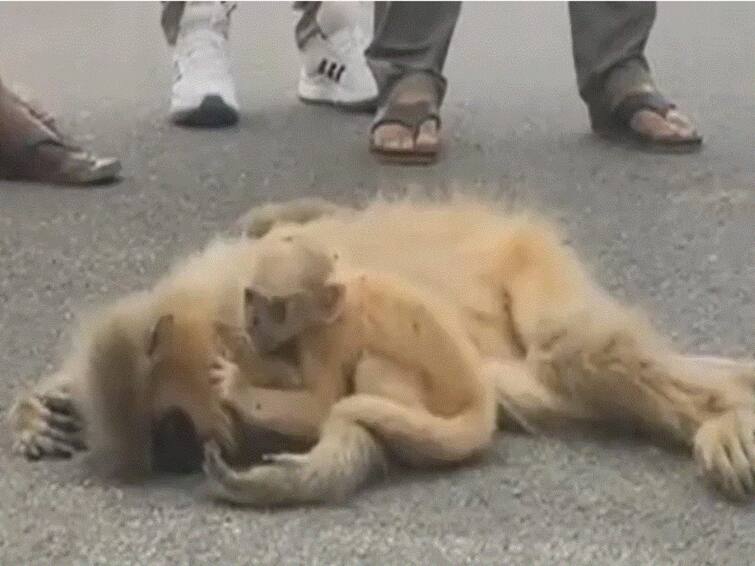 Viral Video Baby Langur Weeps Over Body Of Dead Mother Internet Is Emotional Viral Video: Baby Langur Weeps Over Body Of Dead Mother, Internet Is Emotional