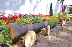 MMRDA Flowers Exhibition : रंगीबेरंगी फुलझाडे आणि वनस्पतींचं प्रदर्शन, MMRDA चा अभिनव उपक्रम