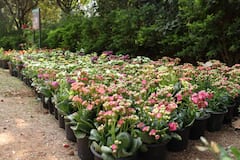 MMRDA Flowers Exhibition : रंगीबेरंगी फुलझाडे आणि वनस्पतींचं प्रदर्शन, MMRDA चा अभिनव उपक्रम