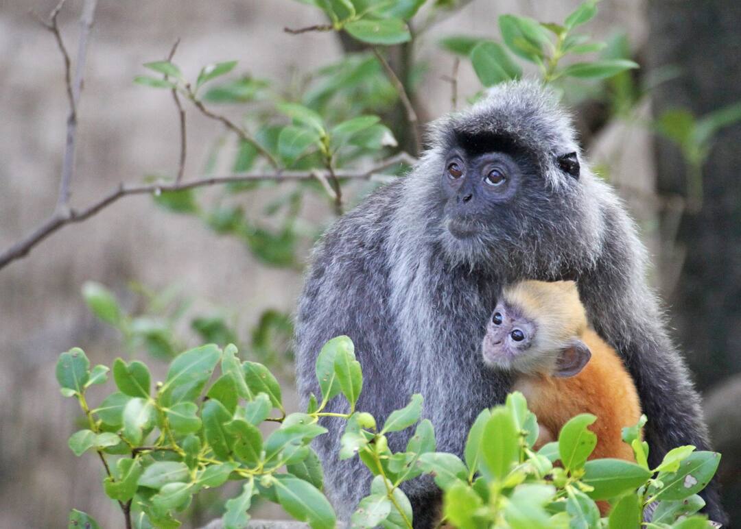 Baby Langur Keeps Crying Clinging The Body Of His Mother Which Died In An Accident In A Viral Video Viral News: মা-র দেহ আঁকড়ে ফুঁপিয়ে কাঁদছে বাঁদর-ছানা, ভাইরাল ভিডিও-য় বিহ্বল নেটিজেনরা