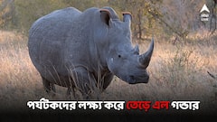 জঙ্গল সাফারির সময় গন্ডারের হামলা, জলদাপাড়া জাতীয় উদ্যানে আতঙ্ক! আহত পর্যটকরা