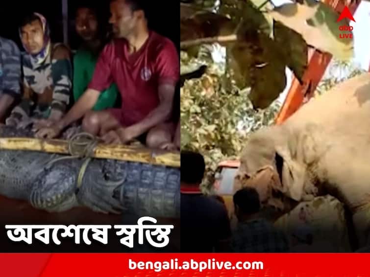 After being attacked by elephants and crocodiles, relief finally returned to the two districts West Bengal News: হাতি-কুমিরের তাণ্ডবে জেরবার, অবশেষে দুই জেলায় ফিরল স্বস্তি