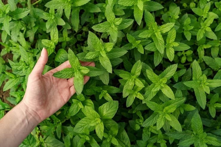 Grow these green herbs in the kitchen garden of the house you will always be healthy Green Herbs: घर के किचन गार्डन में उगाएं ये हरी जड़ी बूटियां, आप हमेशा रहेंगे स्वस्थ