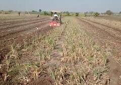 onion : एक एकर कांद्यावर शेतकऱ्यानं फिरवला रोटाव्हेटर