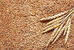 Agriculture  : खुल्या बाजारात 18.05 लाख मेट्रिक टन गव्हाची विक्री