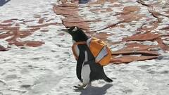 Penguins Good bye : చైనాలో ముగిసిన Sun Island International Snow Sculpture Art Expo | ABP Desam