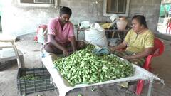 வெளிநாடுகளுக்கு ஏற்றுமதியாகும் கோவக்காய் - மற்ற விவசாயிகளுக்கு விரிவுப்படுத்த விவசாயிகள் கோரிக்கை
