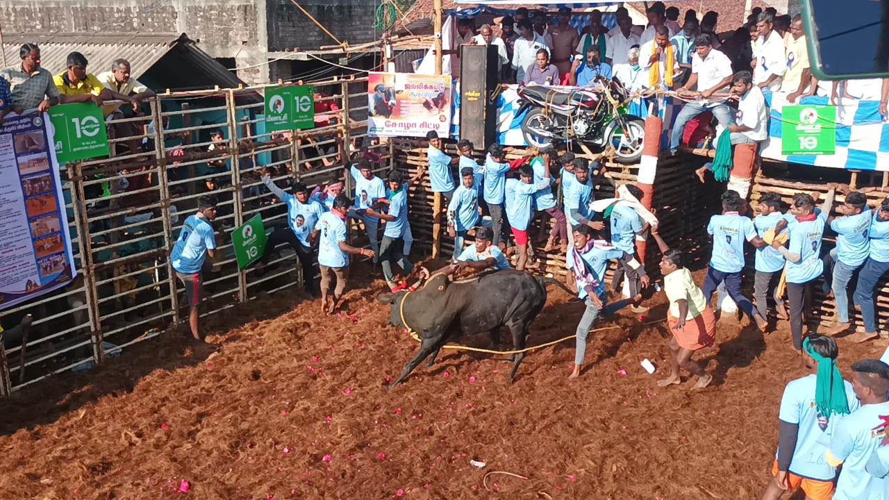 தஞ்சை அருகே திருமலைசமுத்திரத்தில் ஜல்லிக்கட்டு - சீறிப்பாய்ந்த காளைகளை அடக்கிய இளம் காளையர்கள்