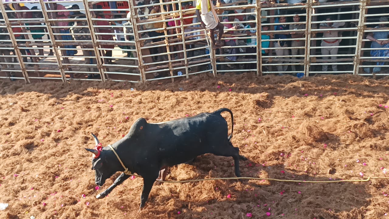 தஞ்சை அருகே திருமலைசமுத்திரத்தில் ஜல்லிக்கட்டு - சீறிப்பாய்ந்த காளைகளை அடக்கிய இளம் காளையர்கள்