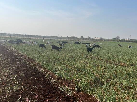 onion : दर नसल्यानं शेतकऱ्यानं कांद्यावर फिरवला ट्रॅक्टर, रोहित पवार शेतकऱ्याच्या भेटीला