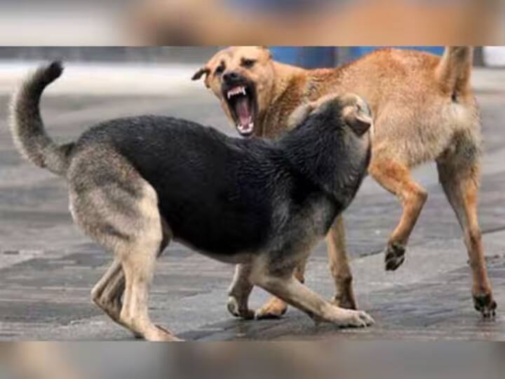 kolhapur crime in Ichalkaranji 2 two thousand people were bitten by stray dogs in five months Kolhapur Crime :  इचलकरंजीत भटकी कुत्री चावून माणसं 'पिसाळण्याची' वेळ आली;  5 महिन्यात 2 हजारांना चावा