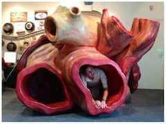 इस जीव की धमनियों में आसानी से तैर सकते हैं आप! 3 किलोमीटर दूर से सुनाई दे जाती हैं इसकी धड़कनें