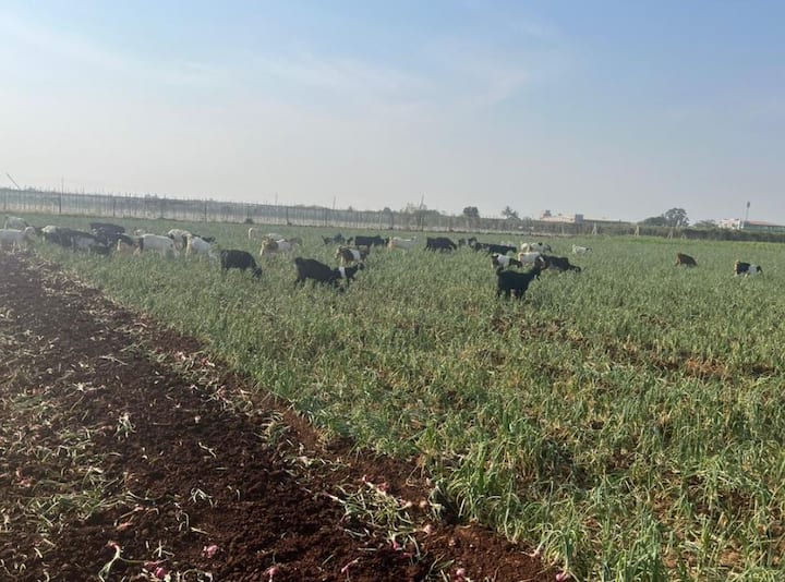 निर्यातबंदीमुळं शेतकऱ्यांना मातीमोल भावात कांदा विकावा लागल्याने शेतकरी अडचणीत आला आहे. त्यामुळं नाशिकमधील (Nashik) नैताळे (ता. निफाड) येथील कांदा उत्पादक शेतकऱ्याने आपल्या शेतातील कांद्यात ट्रॅक्टर फिरवून जनावरं सोडली आहेत.