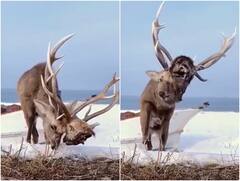 बारहसिंघा ने दिखाया लड़ाई में मिली जीत का सबूत, सिर पर दिखा दूसरे जानवर का कंकाल