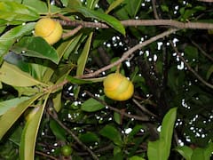 ​करिश्माई है हाथी सेब...किडनी, डिप्रेशन सहित कई बीमारियों में मिल सकता है फायदा​