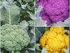 Chhattisgarh: दुर्ग में होती है पीले, बैंगनी, गुलाबी रंग की गोभियों की खेती, इन खास पोषक तत्वों से भरपूर हैं ये रंगीन गोभियां