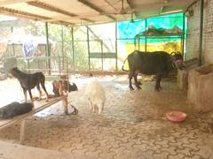 प्रयागराज: उमेश पाल की हत्या के बाद गमजदा हैं उनके पालतू कुत्ते, खाना-पीना भी छोड़ा