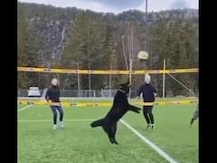 ভলিবল খেলছে পোষ্য সারমেয়, পাল্লা দিচ্ছে মানুষের সঙ্গে, ভাইরাল ভিডিও