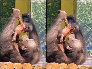 Video: बच्चे पर जी भरकर प्यार लुटाते नजर आई मादा चिम्पैंजी, यूजर्स बोले- मां आखिर मां होती है