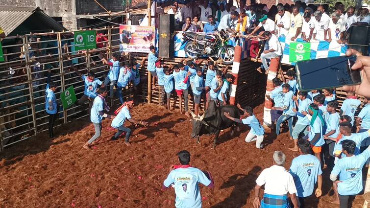 Jallikattu at Tirumala Samudra near Thanjavur Young bulls subduing rampaging bulls TNN தஞ்சை அருகே திருமலைசமுத்திரத்தில் ஜல்லிக்கட்டு - சீறிப்பாய்ந்த காளைகளை அடக்கிய இளம் காளையர்கள்