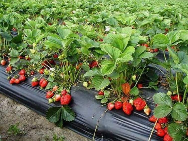 sindhudurg News Update Strawberry cultivation by farmer in Sindhudurg Maharashtra तळकोकणाच्या लाल मातीत बहरली स्ट्रॉबेरीची शेती, सिंधुदुर्गच्या शेतकऱ्याचा अनोखा प्रयोग 