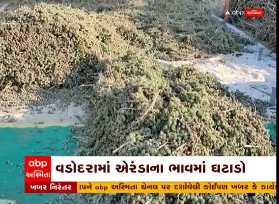 Vadodara: શિનોરમાં એરંડાના ભાવમાં ઘટાડો થતા ખેડૂતોની હાલત કફોડી, જાણો પ્રતિ કિલોએ કેટલા છે ભાવ?