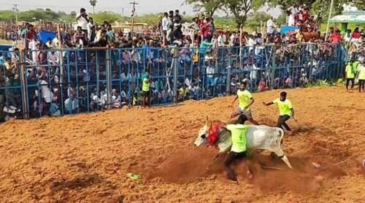 புதுக்கோட்டை மாவட்ட ஜல்லிக்கட்டில் காளைகள் முட்டியதில் 42 பேர் காயம்