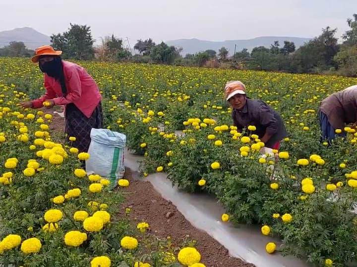 सध्या या फुलांना प्रतिकिलो 75 ते 80 रुपयांचा भाव मिळत असून यातून चांगले उत्पन्न मिळण्याची आशा बळीराजाला आहे.