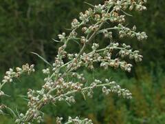 क्या ऐसे पेड़-पौधे हैं, जिनकी वजह से सांप घर के अंदर नहीं घुसते?