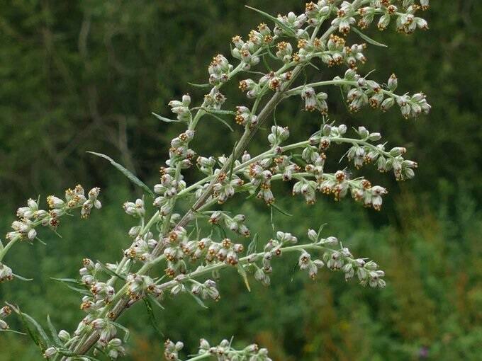 मगवौर्ट :- यह पौधा बारहमासी होता है. इसमें बहुत ज्यादा सुगंध होती है. वैसे तो मगवॉर्ट को एक खरपतवार माना जाता है, लेकिन सांप इसको नापसंद करते हैं और इससे बचते हैं. हालांकि, इस पौधे का बहुत अधिक रखरखाव करना पड़ता है.