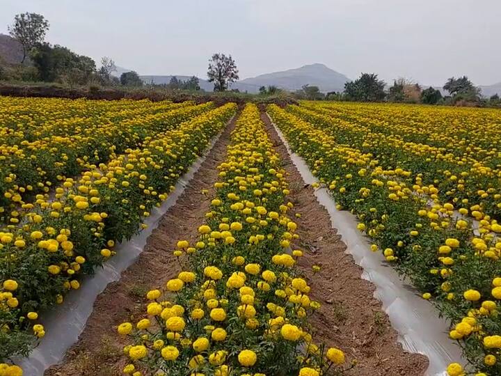 संगमनेर तालुक्यातील  कुरकुटवाडी येथील ज्ञानेश्वर व निवृत्ती बाळकृष्ण सहाणे या शेतकरी बंधूंनी तीन एकर क्षेत्रात अप्सरा पिवळ्या झेंडूची लागवड केली होती