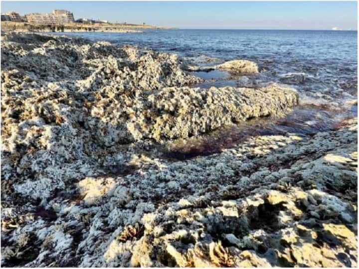 Malta Sea level Going Down record breaking Data 50 cm around scientists shocked Malta: दुनिया समुद्र के बढ़ते जलस्तर से परेशान, पर इस देश में तेजी से घट रहा समंदर का पानी, वैज्ञानिक भी हैरान