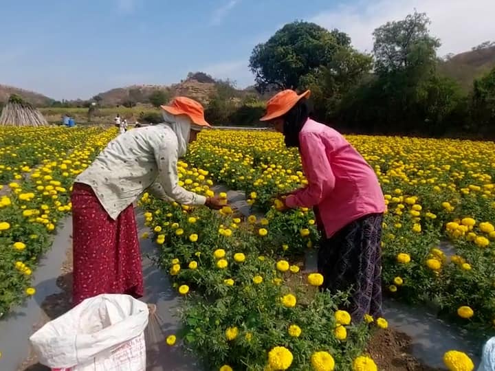दरम्यान, मागील वर्षीही एकाच मल्चिंग पेपरवर दोडका, कलिंगड, टोमॅटो ही पिके घेण्याचा करिष्मा केला आहे. तेव्हाही चांगले बाजारभाव मिळाले होते.