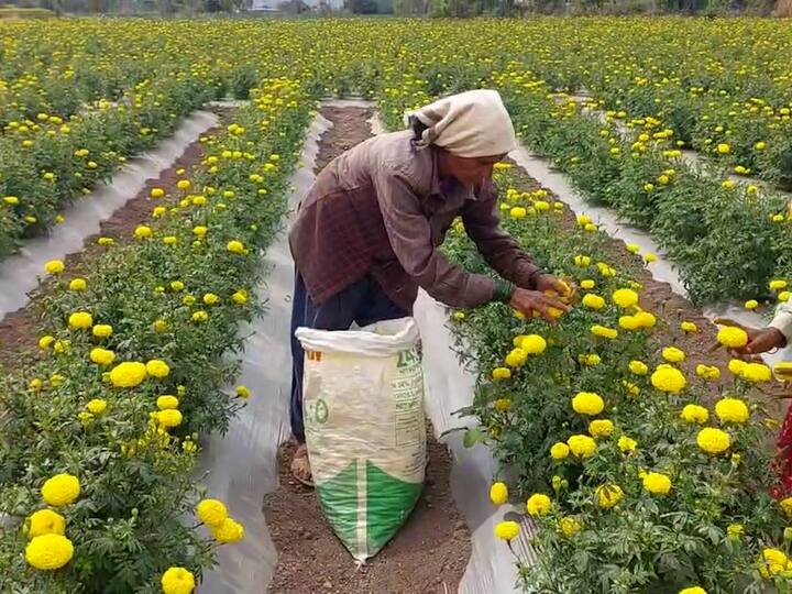 प्रत्येकवेळी बाजारपेठ, वातावरण आणि नवीन पीक घेण्यात हे शेतकरी बंधू तरबेज झाले आहेत.