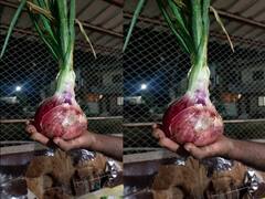 Sangli : सांगलीतील बाहुबली कांदा,  वजन तब्बल पाऊण किलो