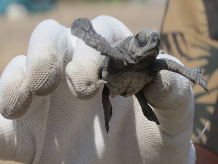 Nagapattinam 355 Rare Olive Ridley Turtles Which Can Survive for more than 250 years were released into Sea today TNN Olive Ridley Turtles: நாகை கடலில் விடப்பட்ட 355 அரியவகை ஆலிவ் ரெட்லி ஆமை குஞ்சுகள்