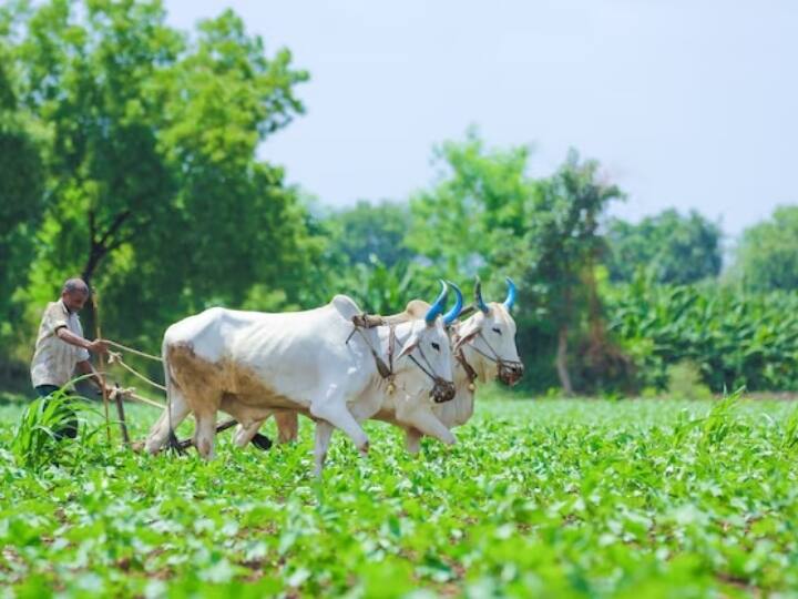 सबसे पहले पीएम किसान योजना की वेबसाइट pmkisan.gov.in पर जाएं. यहां बेनिफिशियर लिस्ट पर क्लिक करें और पूरी जानकारी प्रोवाइड कराएं. सबमिट करते ही आप अपने गांव में अपना नाम देख सकते हैं. (PC- Freepik)