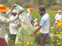 Sangamner News:  झेंडुच्या फुलशेतीतून बळीराजाला आधार, अवघे शेत बहरले सोन्यासारख्या पिवळ्या फुलांनी