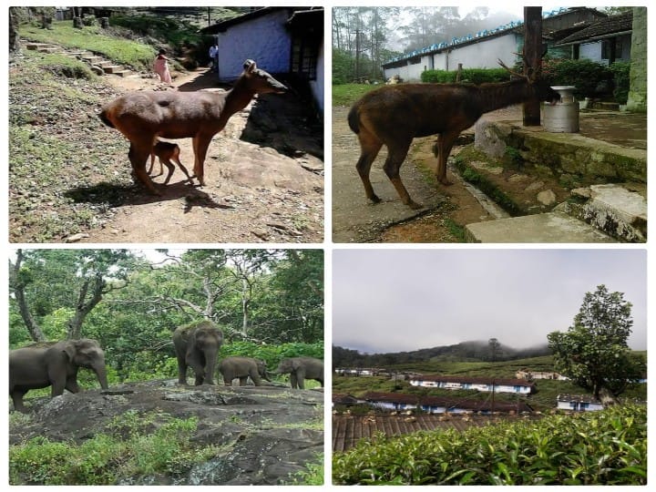 Manjolai Hills: கண்ணுக்கும் மனதுக்கும் உற்சாக அனுபவங்களை தரும் இயற்கையின் அழகுப் பெட்டகம் - நெல்லையில் அப்படி ஓர் இடம் எங்க இருக்குனு பார்க்கலாம்?