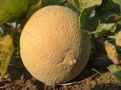 वाशिमचे खरबूज काश्मीरला, 82 दिवसात लाखोंचा नफा; वाचा राधेश्याम मंत्र्यांची यशोगाथा