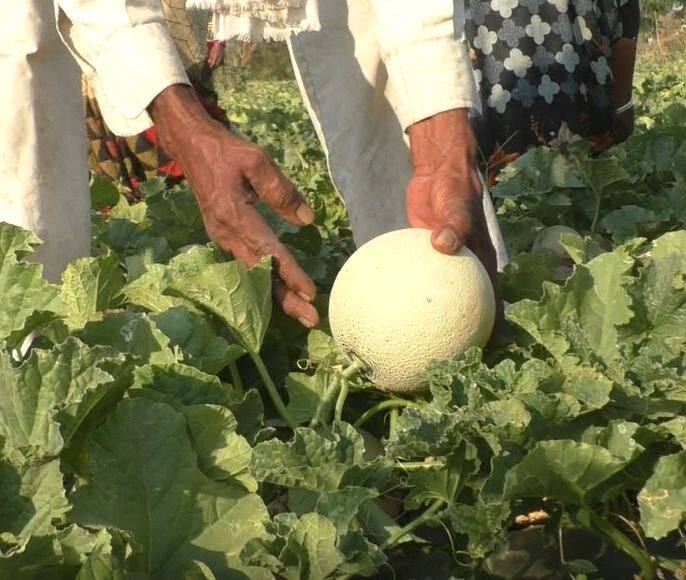 50  हजारांचा खर्च वजा जाता मंत्री यांना एकरी दोन लाखांचा निव्वळ नफा मिळणार आहे. वाशीमचे जिल्हा अधीक्षक कृषी अधिकारी शंकर तोटावार यांच्या हस्ते हिरवी झेंडा दाखवून ट्रक जम्मू काश्मीरला रवाना करण्यात आला आहे.