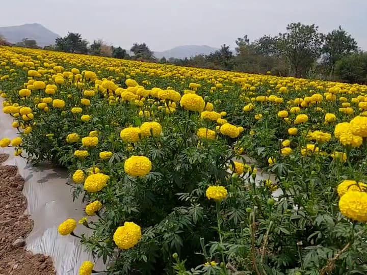ज्ञानेश्वर व निवृत्ती सहाणे हे सख्खे बंधू शेतीत नेहमीच नाविन्यपूर्ण प्रयोग करत आले.