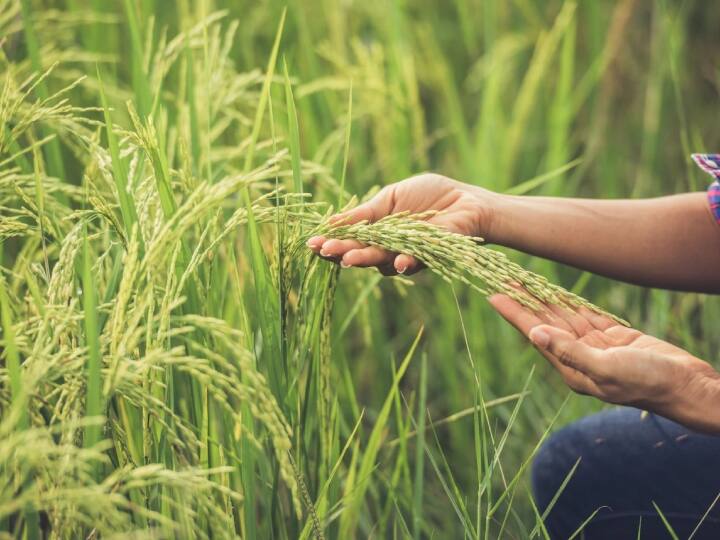 यहां कुछ तरीके बताए जा रहे हैं, जिससे जान सकेंगे कि आपके अकाउंट में पैसे आएंगे या नहीं? आइए जानते हैं. (PC- Freepik)